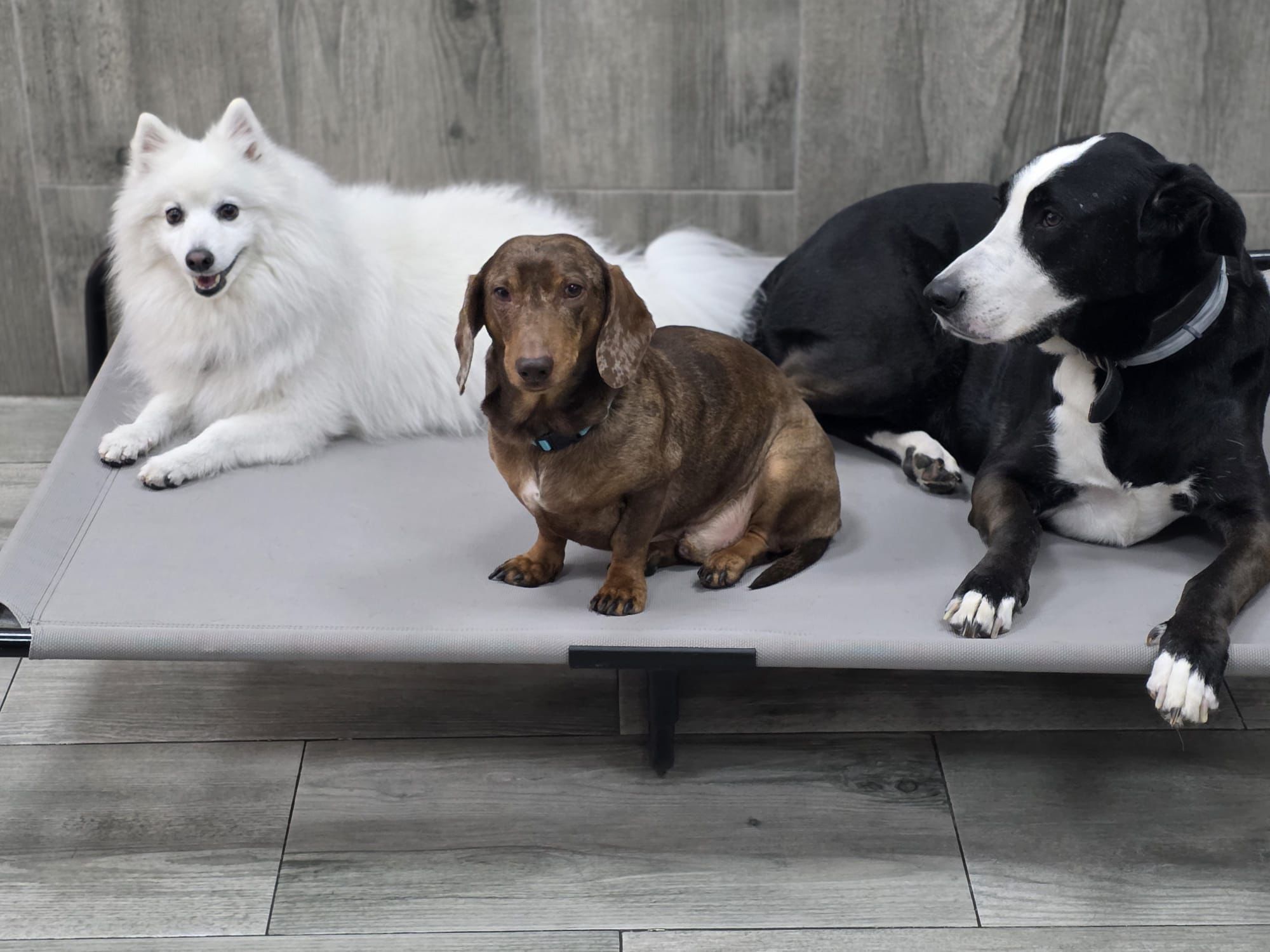 3 perros descansando en la guardería canina