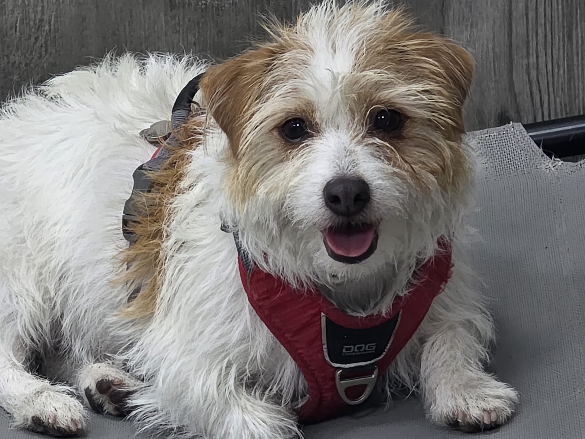 perro en Patitas Educadas