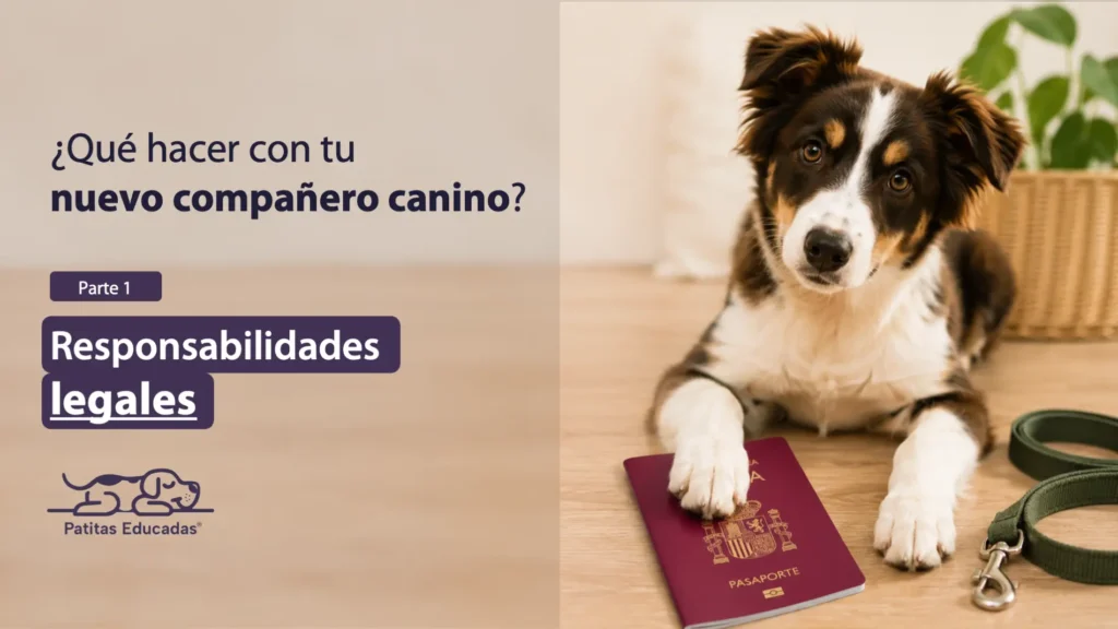 Perro junto a un pasaporte español ilustrando las responsabilidades legales de tener un nuevo compañero canino.